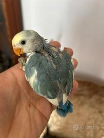 Inseparabili allevati a mano