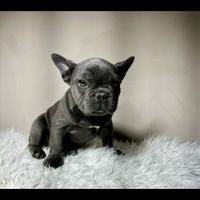 Bulldog francese tan merle