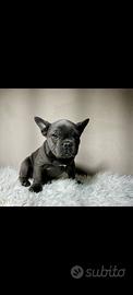Bulldog francese tan merle