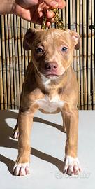 Ultime due cucciole di Pitbull ukc con Pedigree
