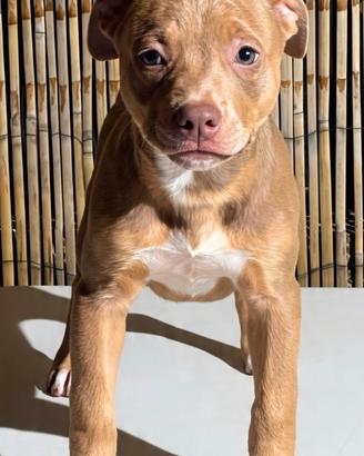 Ultime due cucciole di Pitbull ukc con Pedigree