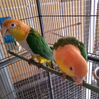 Caicco femmina da produzione