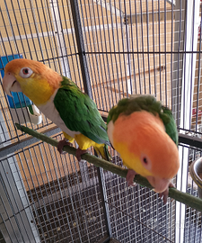 Caicco femmina da produzione