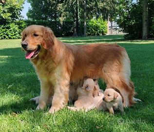 Golden cuccioli con pedigree enci
