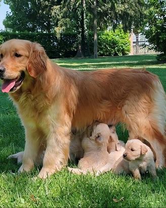 Golden cuccioli con pedigree enci