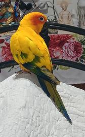 Conuro del sole