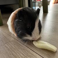 Lello, porcellino India (Cavia Peruviana)