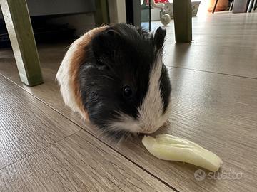 Lello, porcellino India (Cavia Peruviana)