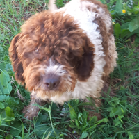 Lagotto romagnolo