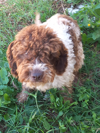 Lagotto romagnolo