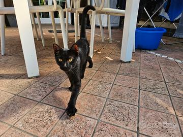 Micio in adozione
