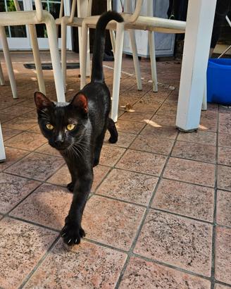 Micio in adozione