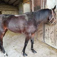 Cavalla 4 anni trotter