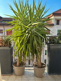 Pianta yucca altezza 180cm