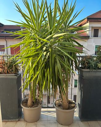 Pianta yucca altezza 180cm