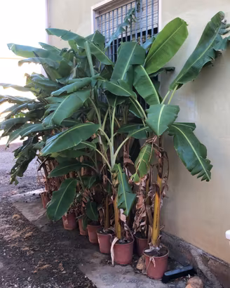 piante di banano