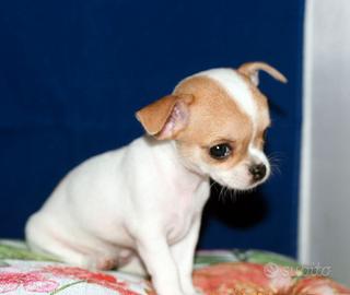 Dolcissima cucciola di Chihuahua