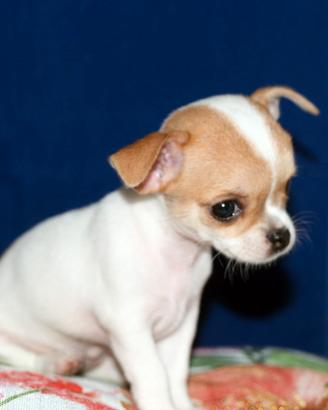 Dolcissima cucciola di Chihuahua