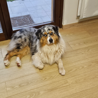 Pastore australiano per monte red factor