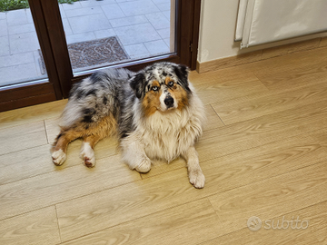 Pastore australiano per monte red factor