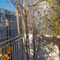 Piante melograno Acco 128