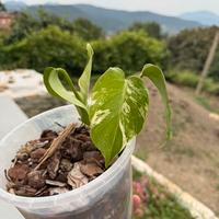 Monstera Albo Variegata
