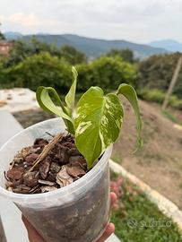 Monstera Albo Variegata