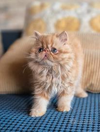 Gattino persiano