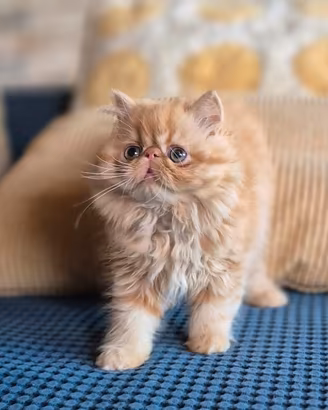 Gattino persiano