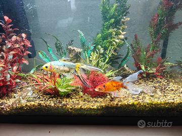 Acquario