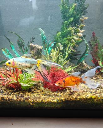 Acquario