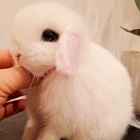 Minilop ariete nano bianco occhi blu