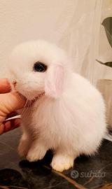 Minilop ariete nano bianco occhi blu