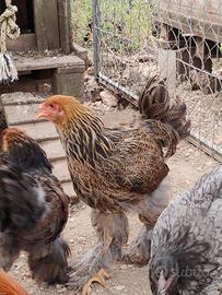 Galline ornamentali