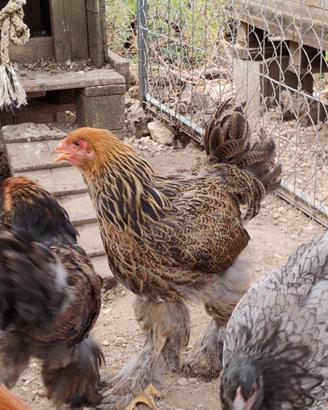 Galline ornamentali