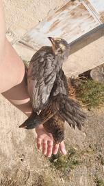 Disponibili gallinelle e galletti ornasiciliani