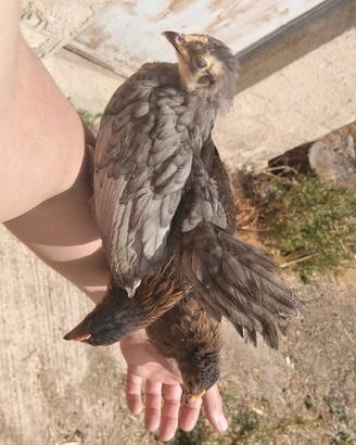 Disponibili gallinelle e galletti ornasiciliani