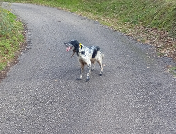 Setter inglese femmina