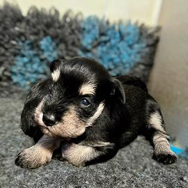 Schnauzer nano nero argento