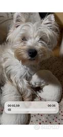 West highland white terrier