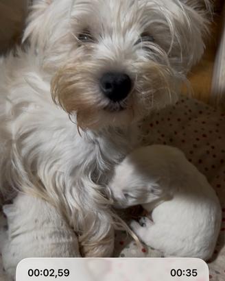 West highland white terrier