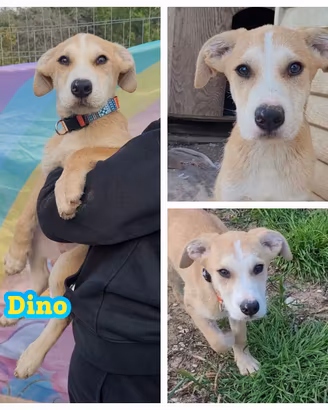 Creature dolci e gioiose