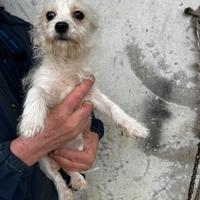 West Highland white terrier x Maltese