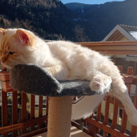 Sacro di Birmania per accoppiamento