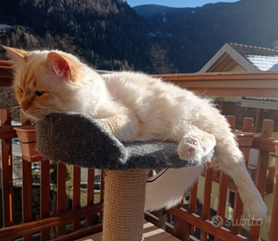 Sacro di Birmania per accoppiamento