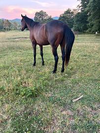 Cavallo disponibile