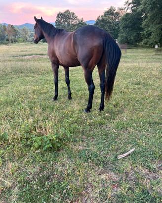 Cavallo disponibile
