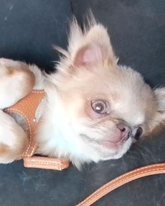 Chihuahua per monta