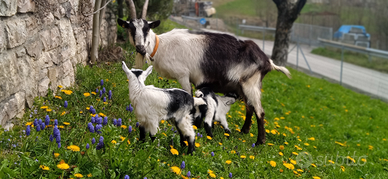 Capre Pavone - fasana - colombina