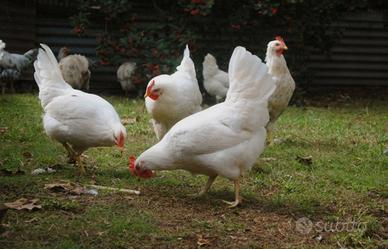 Galline livornesi